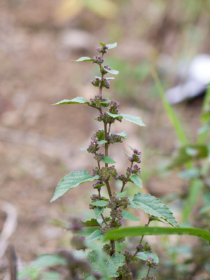 Ұ��������ˮ����