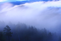 ���˰���ɭ�� 