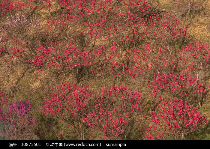 桃花樹林高清圖片下載_紅動中國