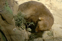 Ұ������걾-��������