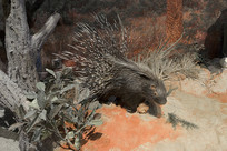 Ұ������걾-�ϷǺ��� 