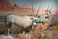 Ұ������걾-�Ϸǽ���