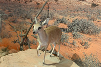 Ұ������걾-С����