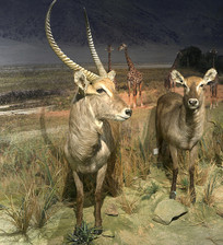 ����ˮ��걾