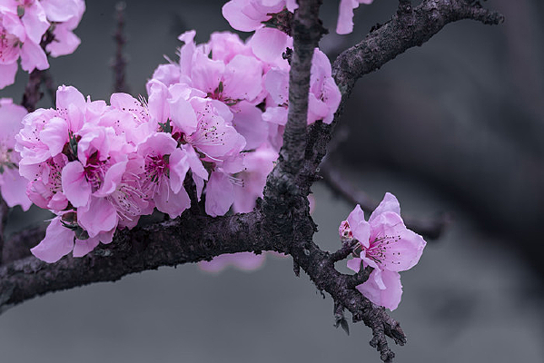 ��ɫ����ʢ��