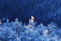 ���˰���ѩ��Ϧ��