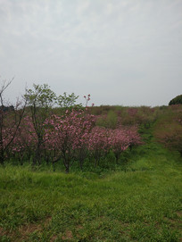 ��԰�����ŵ�ӣ��