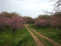 ����ӣ��