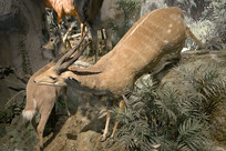 Ұ������걾-޴��