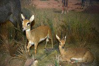 Ұ������걾-����