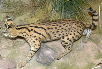 Ұ������걾-޴è