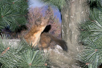 Ұ������걾-���� 