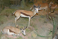 Ұ������걾-����