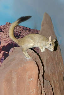 Ұ������걾-����