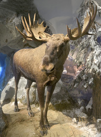 Ұ������걾-��¹