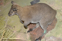 Ұ������걾-�Ƚ����