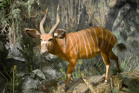 Ұ������걾-������