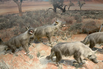 Ұ������걾-���๷