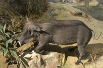 Ұ�����������걾