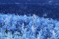 �ֺ�ѩԭѩ�ַ羰