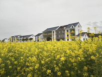 ����Ͳ˻�ʢ��