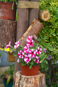 ǣţ������