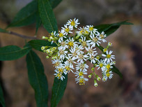 ��ɫ�����ز�