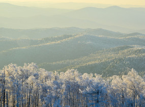 ���˰���ɭ��