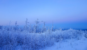 ����ɭ��