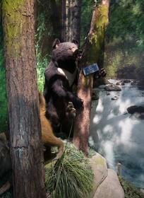 ��Ͽ����Ұ��������Դ���ܱ걾