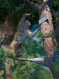 ��Ͽ����Ұ��������Դ⨺�걾