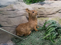 ��Ͽ����Ұ��������ԴҰ�ñ걾