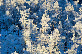 ������ڡ