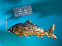 ��Ͽ����Ұ��������Դ����걾