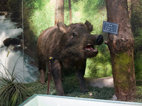 ��Ͽ����Ұ��������ԴҰ���걾