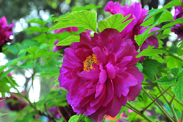 ĵ������