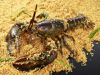 ���ô���Ϻ