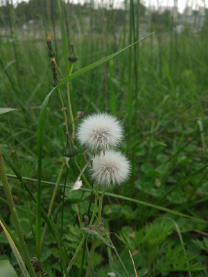 ���ص��ѹ�Ӣ