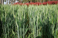 ��ɫ����