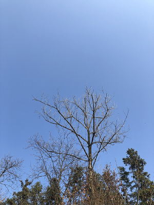 ��֦����