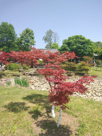 ��԰����Ҷ