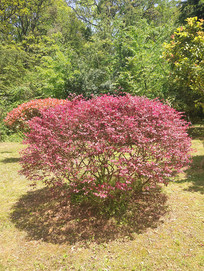 ��԰��֦����