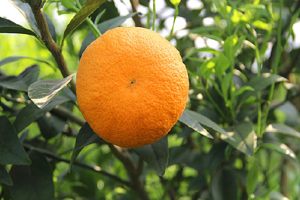 ��԰����