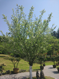 ʢ�����滨