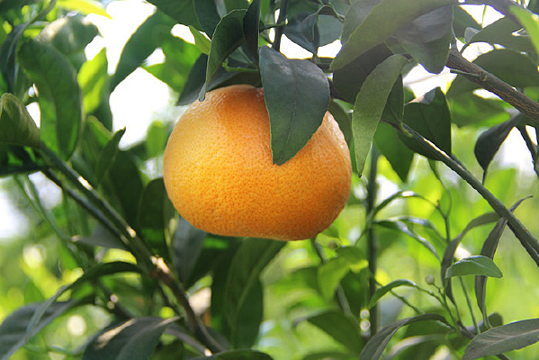 ����԰����