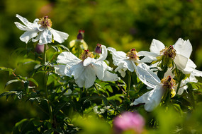 ĵ��������