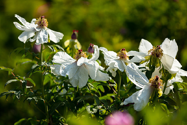 ĵ��������