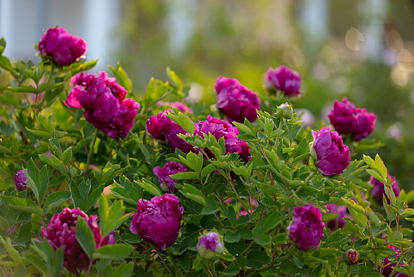 ��԰���õ��ɫĵ����