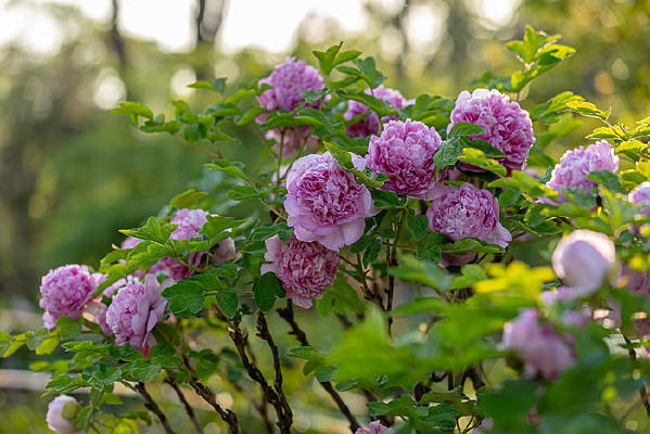 ��԰���ǳ��ɫĵ����