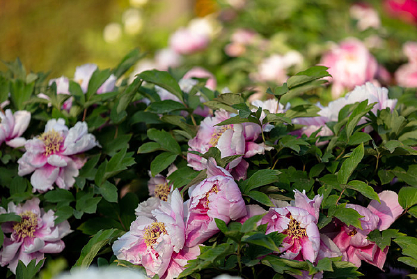 ���޵�ǳ��ɫĵ����